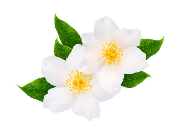 istock Jasmine flowers with leaves isolated on white background 1223143312
