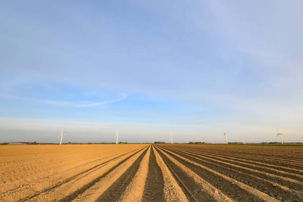 Freshly plowed potato field with straight line pattern and diminishing perspective in Flevoland during a beautiful spring day. A row of wind turbines is facing left on the horizon.