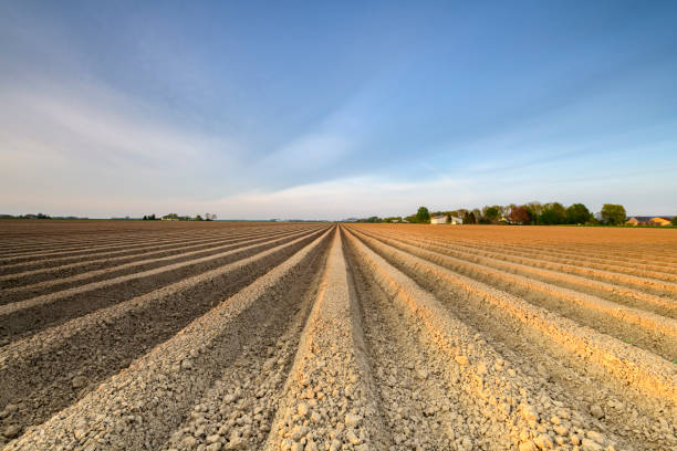 istock Freshly plowed potato field with straight line pattern and diminishing perspective 1223143746