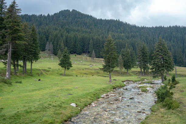 istock Fast river near forest in Bucegi mountains,  Romania 1223144216
