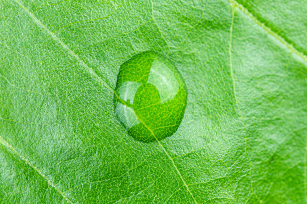 istock Close-up of water drop on green leaf 1223144333