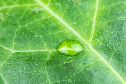 Close-up of water drop on green leaf