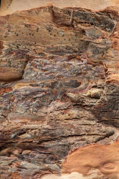 istock Natural dark wooden bark of tree texture background 1223146119