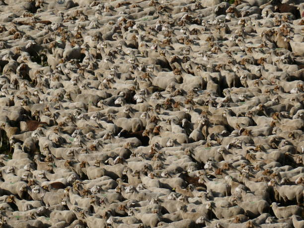 istock Flock of sheep, Alpes de Haute Provence 1223146573