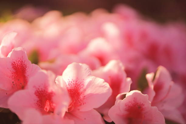 istock flowers in japan 1223146888
