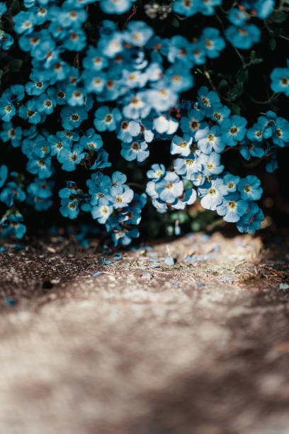 Intimate peek at a corner of a garden with trailing blue aubretia. Early morning with a 75mm lens wide open.