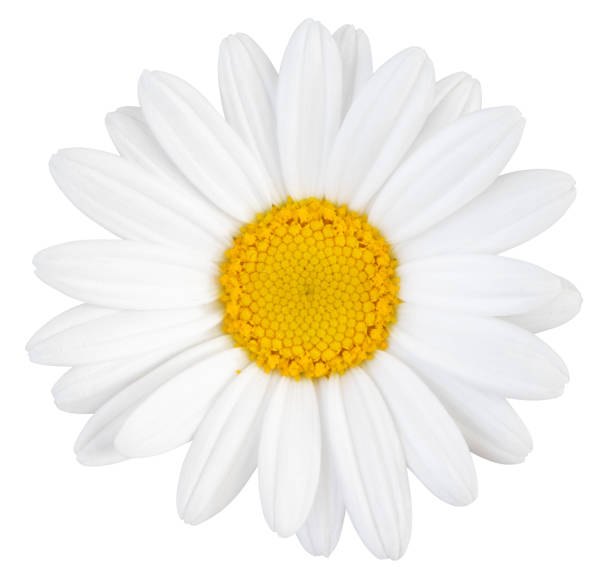 istock Lovely white Daisy (Marguerite) isolated on white background, including clipping path. 1223150353