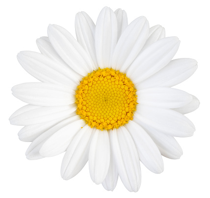 Beautiful white Daisy (Marguerite) isolated on white background, including clipping path. Germany