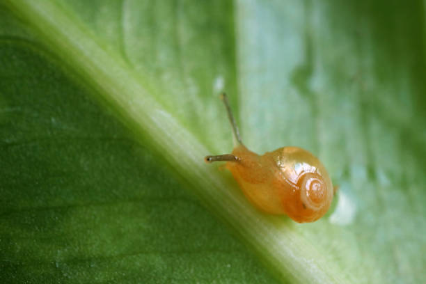 istock Macro shot of a little snail crawling on a green leaf 1223150476