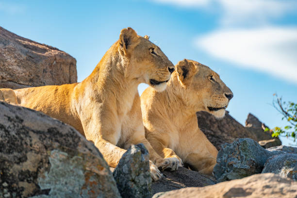 istock Two lionesses lie together looking over rocks 1223152173