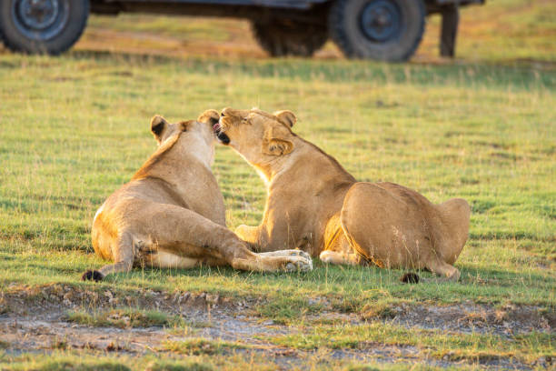 istock Two lionesses nuzzle each other by vehicle 1223152187
