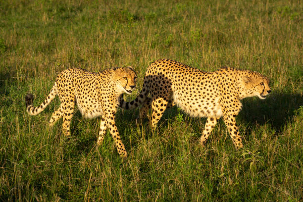 istock Two male cheetah walk through sunlit grassland 1223152229
