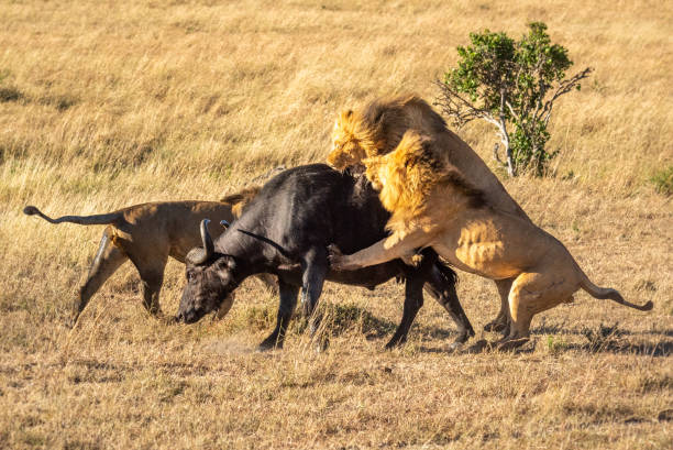 istock Two male lion attack buffalo by another 1223152236