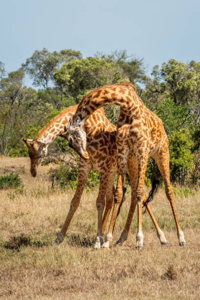 istock Two Masai giraffe stand fighting on grass 1223152343