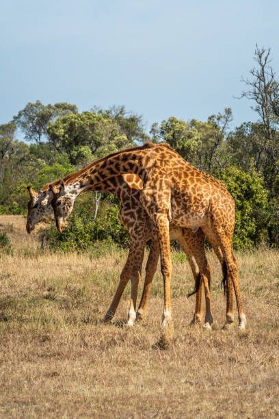 istock Two Masai giraffe stand fighting on savannah 1223152444