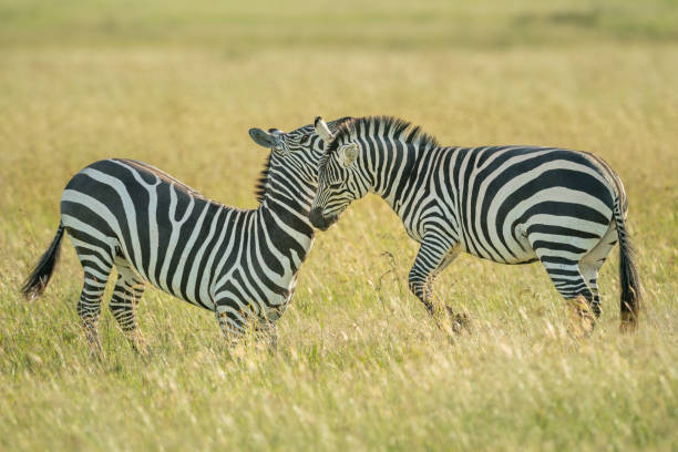 istock Two plains zebra fight in long grass 1223152480