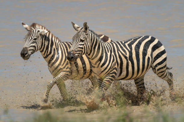 istock Two plains zebra trot side-by-side through lake 1223152507