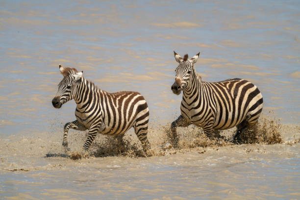 istock Two plains zebra splash through muddy lake 1223152508