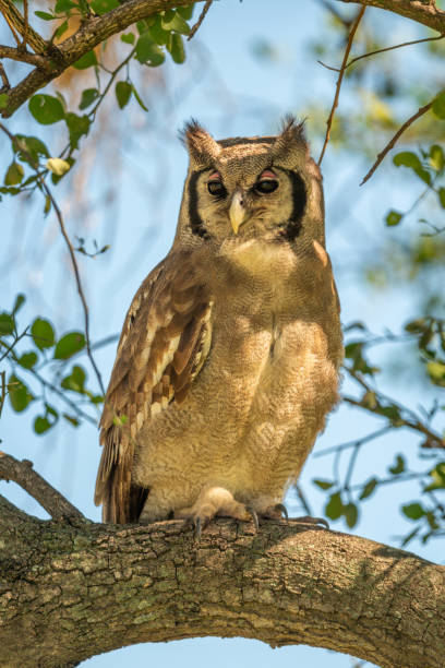 istock Verreaux eagle-owl in dappled sunlight on branch 1223152536