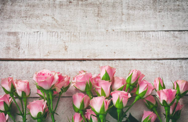 istock small pink rose on white wooden table, border 1223153982