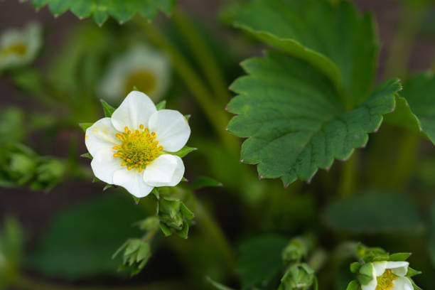 istock Strawberry blooming in the garden 1223153991