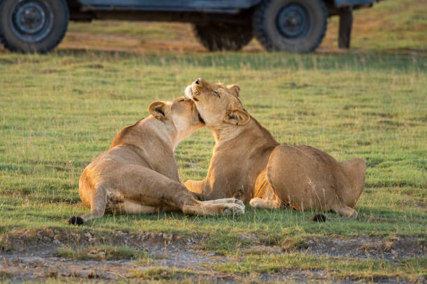 istock Two lionesses nuzzle each other by truck 1223154069