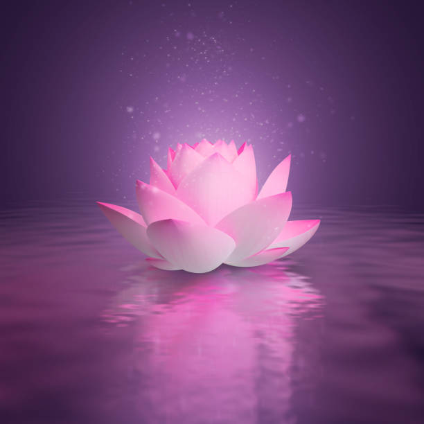 22 Lotus Flower By Sunset 3d Render Stock Photos, Pictures & Royalty-Free  Images - iStock