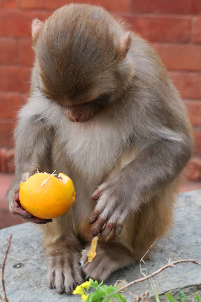 istock Image of infant macaque (Macaca mulatta) monkey, sat on wall looking at an orange, feeding on citrus fruit in India 1223156192
