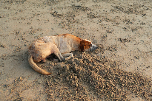 Stock photo showing a wild stray Indian dog photographed on the beach of Palolem, Goa, South India.
