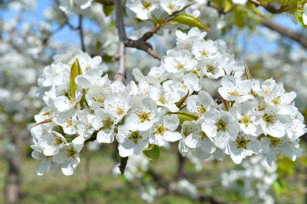 istock Pear flower in full bloom in spring 1223156631