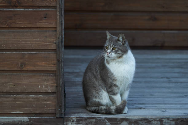 istock Stray street cat sitting on floor, outdoors, close-up. 1223157719