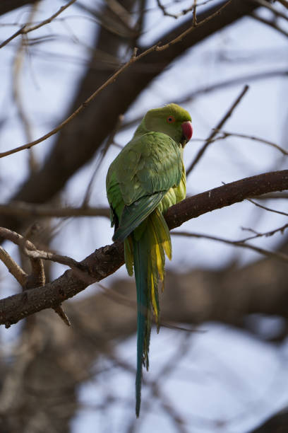 Green parrot bird on tree branch. Rose-ringed Parakeet, Psittacula krameri. Ring-necked Parakeet, outdoors