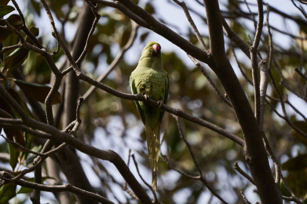 istock Green parrot bird on tree branch, outdoors 1223157736