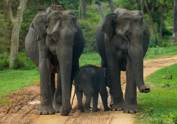 istock Asian elephants with calf on forest 1223157951