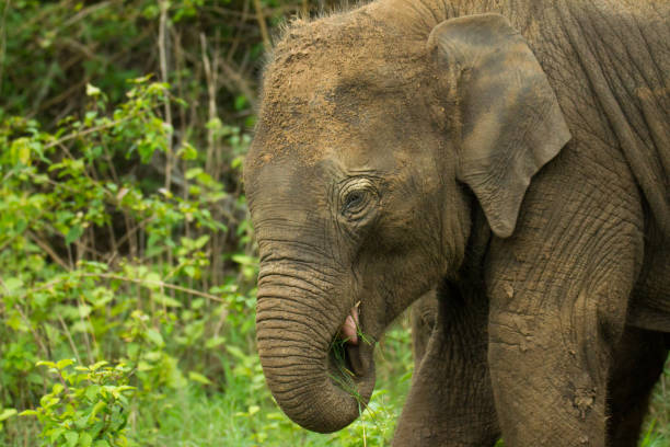 istock Asian Elephant Calf in woods 1223158224