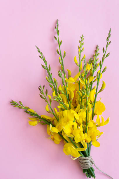istock Bunch of flowering gorse on the pink background, space for text 1223158344
