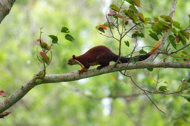 istock Indian giant squirrel in the branch 1223158369