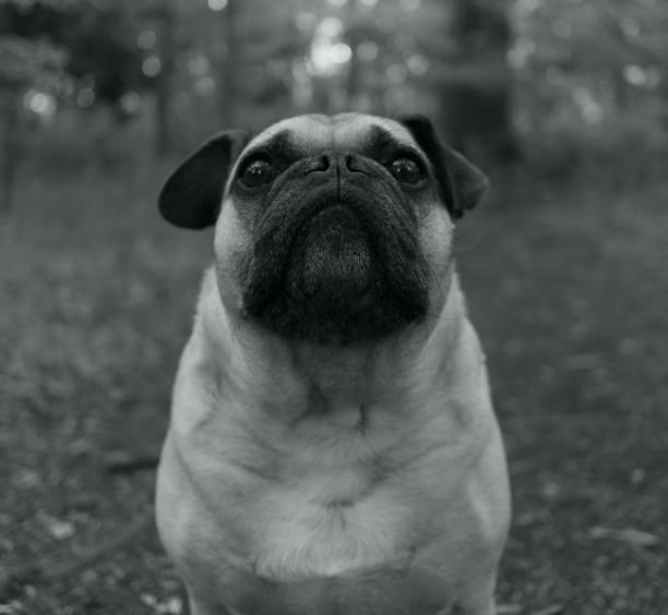 istock Handsome dog in the woods 1223158399