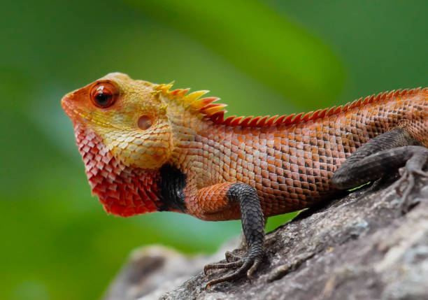 istock Oriental garden lizard on a rock 1223158693