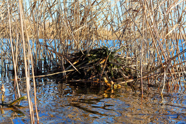 Nest of muskrat from dry cane stems in the lake Nest of muskrat from dry cane stems in the lake ondatra zibethicus stock pictures, royalty-free photos & images