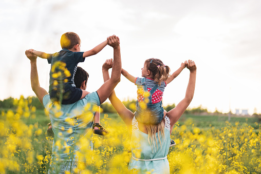 Young family standing in the middle of yellow flowers field on a sunset. Mother and father are carrying boy and girl on shoulders.