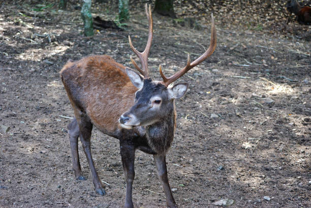 Specimen of deer in Maidopis, Sarrabus, Sinnai