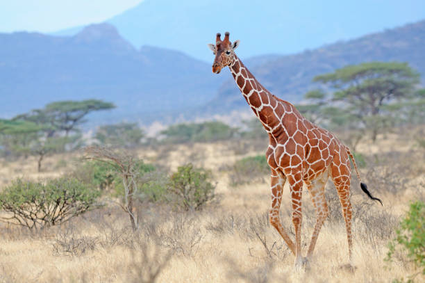 giraffa reticolata - reticulated giraffe foto e immagini stock