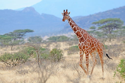 A Reticulated Giraffe walking through savanna.