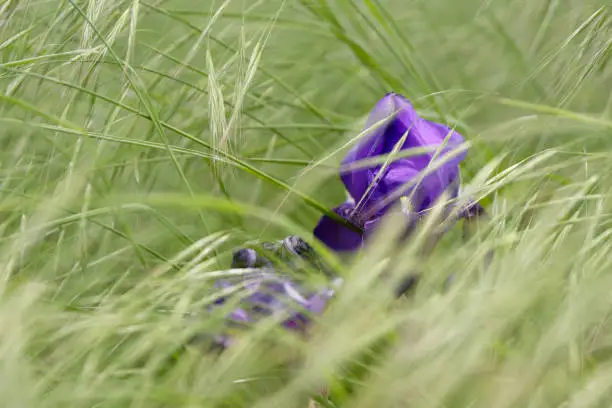 Colourful blue purple iris growing in long green grass in spring conceptual of the seasons in close up with copy space