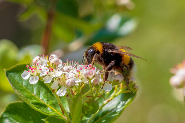 Bumblebee and Flowes Macro stock photo