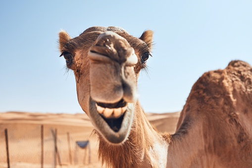 Toothy smile of curious camel against sand dunes. Desert Wahiba Sands in Oman.