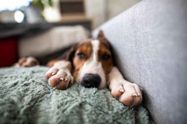 Beautiful puppy resting on the living room sofa - Buenos Aires - Argentina