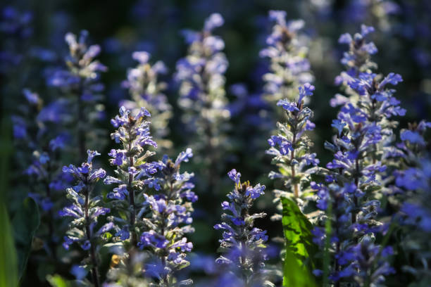 ajuga reptans planta perenne con flores azules - ajuga fotografías e imágenes de stock