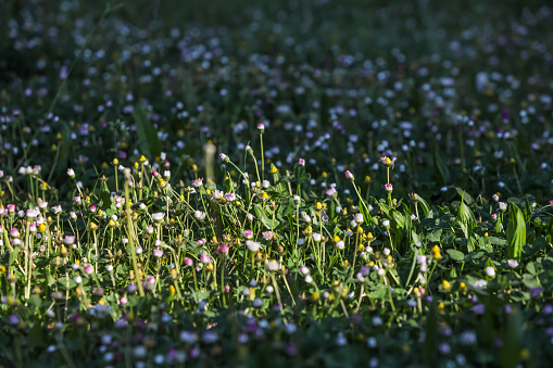 Group of colorful flowers on the meadow in the morning.